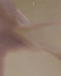Scapula